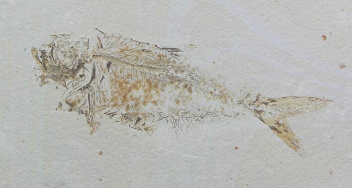 Bargain Diplomystus Fossil Fish - Wyoming #33206